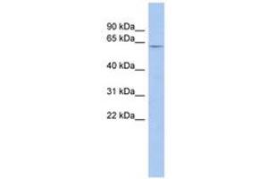 LRRTM1 antibody  (AA 323-372)