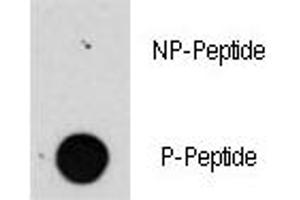 Dot blot analysis of phospho-Raptor antibody. (RAPTOR antibody  (pSer863))