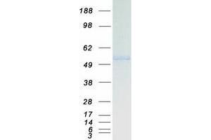 Western Blotting (WB) image for RuvB-Like 2 (E. Coli) (RUVBL2) protein (Myc-DYKDDDDK Tag) (ABIN2731264)