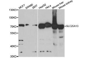 Western blot analysis of extracts of various cell lines, using SLC25A13 antibody. (slc25a13 antibody)