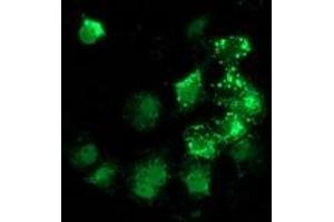 Anti-ANKRD53 mouse monoclonal antibody (ABIN2454288) immunofluorescent staining of COS7 cells transiently transfected by pCMV6-ENTRY ANKRD53 (RC206701). (ANKRD53 antibody  (AA 1-300))