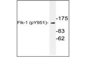 Image no. 1 for anti-VEGF Receptor 2 (VEGFR2) (pTyr951) antibody (ABIN318153)