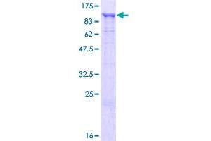 HOOK1 Protein (AA 1-728) (GST tag)