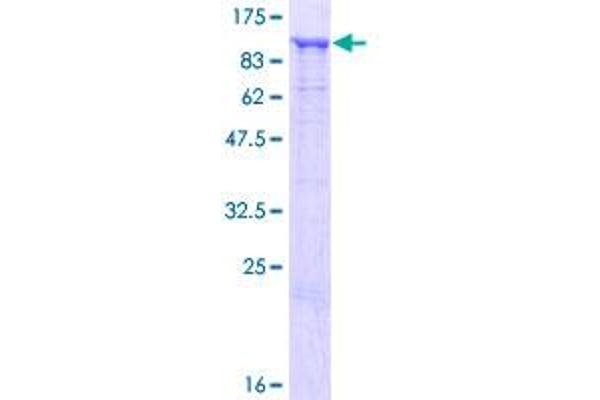 HOOK1 Protein (AA 1-728) (GST tag)