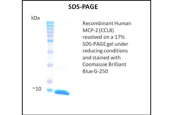 CCL8 Protein