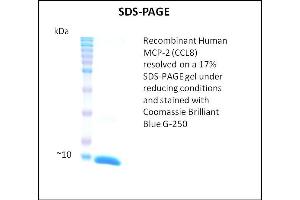 SDS-PAGE (SDS) image for Chemokine (C-C Motif) Ligand 8 (CCL8) (Active) protein (ABIN5509367) (CCL8 Protein)