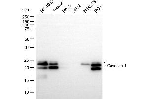 Western blotting analysis using Caveolin 1 antibody (ABIN7797944). (Recombinant Caveolin-1 antibody)