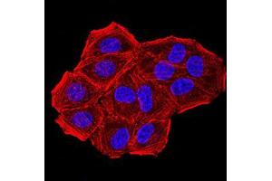 Immunofluorescence analysis of Hela cells using CBX7 mouse mAb. (CBX7 antibody  (AA 15-147))