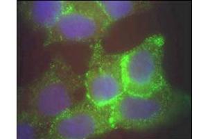 Immunofluorescence (IF) image for anti-Jagged 1 (JAG1) (N-Term) antibody (ABIN129524)