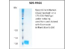 CCL22 Protein