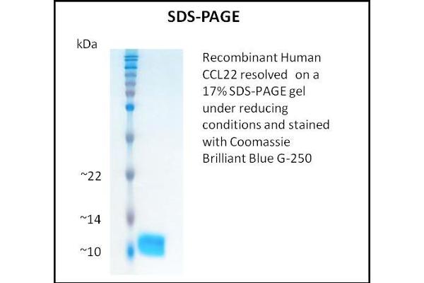 CCL22 Protein