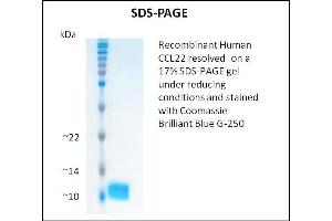 SDS-PAGE (SDS) image for Chemokine (C-C Motif) Ligand 22 (CCL22) (Active) protein (ABIN5509429) (CCL22 Protein)