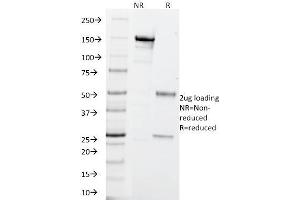 SDS-PAGE Analysis Purified PGP9. (UCHL1 antibody)
