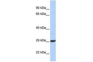 Image no. 1 for anti-Zinc Finger, CCHC Domain Containing 24 (ZCCHC24) (AA 108-157) antibody (ABIN6741357) (ZCCHC24 antibody  (AA 108-157))