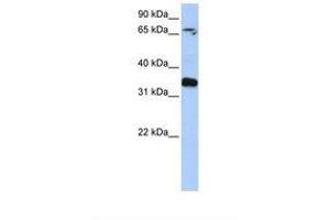 Image no. 1 for anti-GLE1 RNA Export Mediator (GLE1) (AA 218-267) antibody (ABIN6738958) (GLE1 antibody  (AA 218-267))
