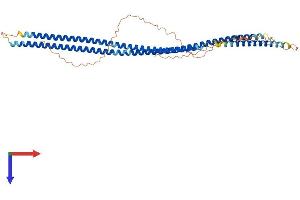 Keratin 38 (KRT38) (AA 1-456) protein (His tag)