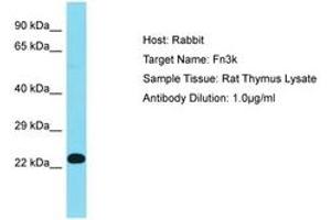 Image no. 1 for anti-Fructosamine 3 Kinase (FN3K) (AA 67-116) antibody (ABIN6750390) (FN3K antibody  (AA 67-116))