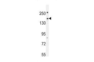 PKHG1 Antibody (C-term) (ABIN654752 and ABIN2844434) western blot analysis in 293 cell line lysates (35 μg/lane). (PLEKHG1 antibody  (C-Term))