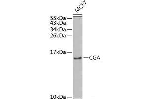 Western blot analysis of extracts of MCF-7 cells using CGA Polyclonal Antibody at dilution of 1:1000.