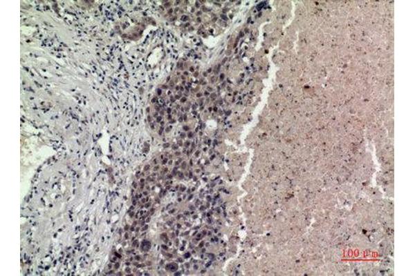 FGF16 antibody  (Internal Region)
