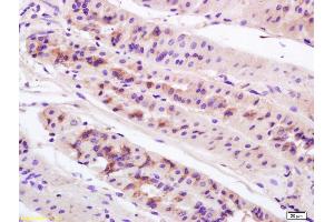 Formalin-fixed and paraffin embedded mouse stomach labeled with Anti-Anterior Gradient 2 Polyclonal Antibody, Unconjugated (ABIN710021) at 1:200 followed by conjugation to the secondary antibody and DAB staining. (AGR2 antibody  (AA 51-150))