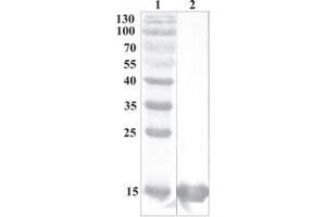 Western Blot testing of anti-CDNF monoclonal antibody (7D6). (CDNF antibody)