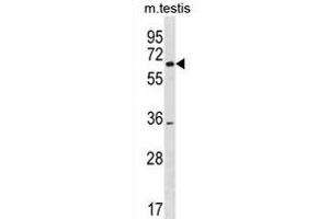 SRRM3 Antibody (Center) (ABIN1881834 and ABIN2838686) western blot analysis in mouse testis tissue lysates (35 μg/lane). (SRRM3 antibody  (AA 264-291))