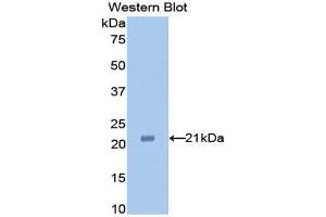 Western Blotting (WB) image for anti-Tumor Necrosis Factor alpha (TNF alpha) (AA 63-233) antibody (ABIN2119685) (TNF alpha antibody  (AA 63-233))
