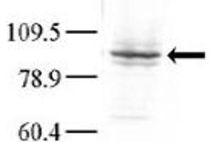 Image no. 1 for anti-Mitogen-Activated Protein Kinase Kinase Kinase Kinase 3 (MAP4K3) (C-Term) antibody (ABIN360428) (MAP4K3 antibody  (C-Term))