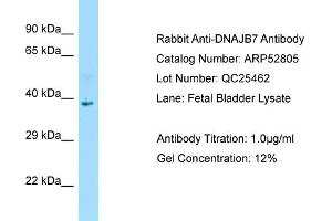 Western Blotting (WB) image for anti-DnaJ (Hsp40) Homolog, Subfamily B, Member 7 (DNAJB7) (C-Term) antibody (ABIN2774028) (DNAJB7 antibody  (C-Term))
