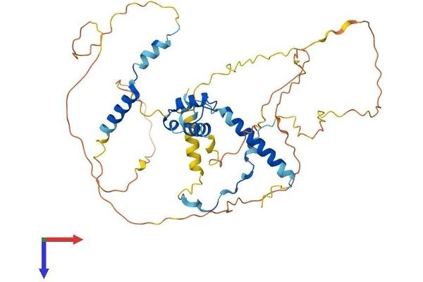NUSAP1 Protein (AA 1-427) (His tag)