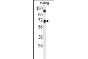 ASB15 Antibody (Center) (ABIN6243588 and ABIN6578965) western blot analysis in mouse lung tissue lysates (35 μg/lane).