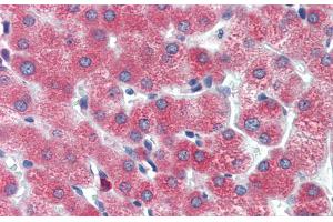 Immunohistochemistry with Human Liver cell lysate tissue at an antibody concentration of 5. (DBP antibody  (Middle Region))