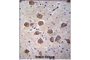 CTNND2 Antibody (C-term) (ABIN656479 and ABIN2845759) immunohistochemistry analysis in formalin fixed and paraffin embedded human brain tissue followed by peroxidase conjugation of the secondary antibody and DAB staining. (CTNND2 antibody  (C-Term))
