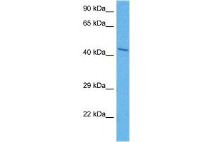 Host:  Rabbit  Target Name:  HOMER1  Sample Tissue:  Mouse Brain  Antibody Dilution:  1ug/ml (HOMER1 antibody  (N-Term))