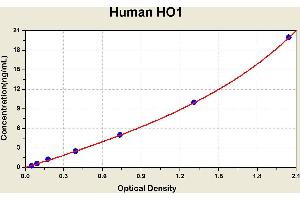 Heme Oxygenase (Decycling) 1 (HMOX1) ELISA Kit