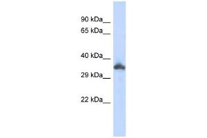 KRTAP24-1 antibody