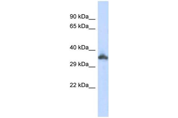 KRTAP24-1 抗体
