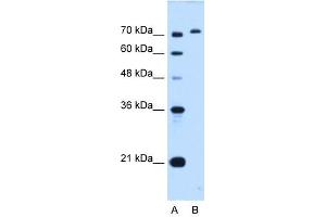 GPAA1 antibody used at 0. (GPAA1 antibody)