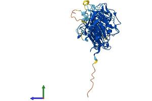 Pellino 1 Protein (AA 1-418) (His tag)