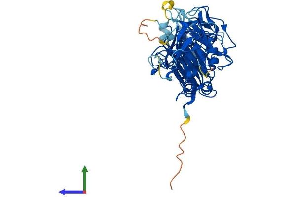 Pellino 1 Protein (AA 1-418) (His tag)
