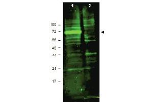Western blot using antibody ABIN118015 shows detection of a band ~72 kDa corresponding to mouse Hif3a (arrowhead). (HIF3A antibody  (AA 581-592))