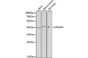 Western blot analysis of extracts of various cell lines using DNAJB4 Polyclonal Antibody at dilution of 1:3000. (DNAJB4 antibody)