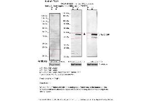 Sample Type: 1. (RAB9A antibody  (Middle Region))