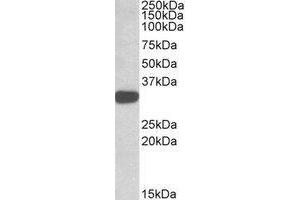 Western blot analysis: TIPRL antibody staining of K562 lysate at 1 µg/ml (35µg protein in RIPA buffer).