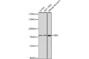 Western blot analysis of extracts of various cell lines, using SIK1 antibody (ABIN7270139) at 1:1000 dilution. (SIK1 antibody  (AA 1-100))