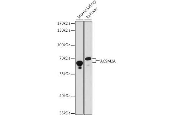ACSM2A anticorps  (AA 418-577)