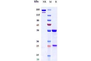 Anti-HBEGF Reference Antibody (KHK2866) on SDS-PAGE under reducing (R) condition.