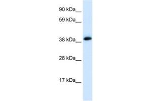 Western Blotting (WB) image for anti-Acetylcholine Receptor Subunit alpha (CHRNA1) antibody (ABIN2463767) (CHRNA1 antibody)