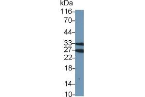 Detection of GZMA in Mouse Lymph node lysate using Polyclonal Antibody to Granzyme A (GZMA) (GZMA antibody)